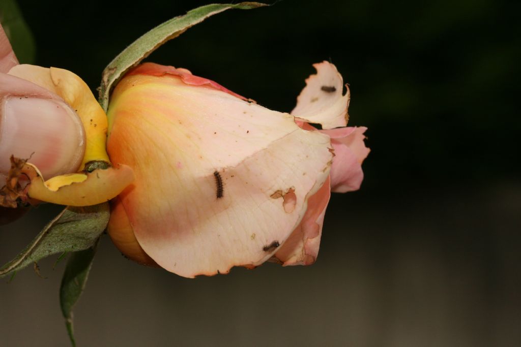 Piccole larve su boccioli di rosa